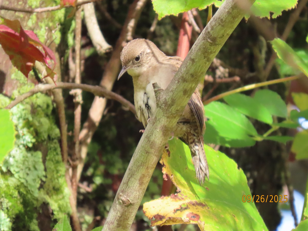 Northern House Wren - ML642680744