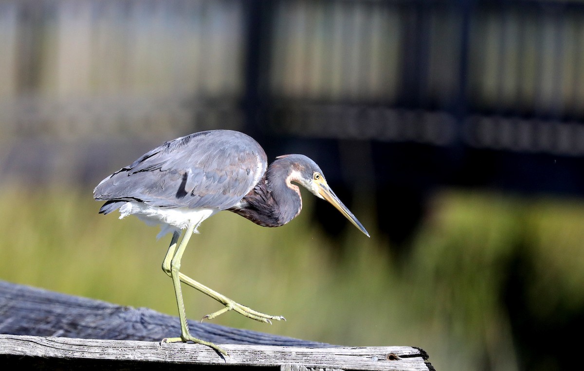 Tricolored Heron - ML642680745