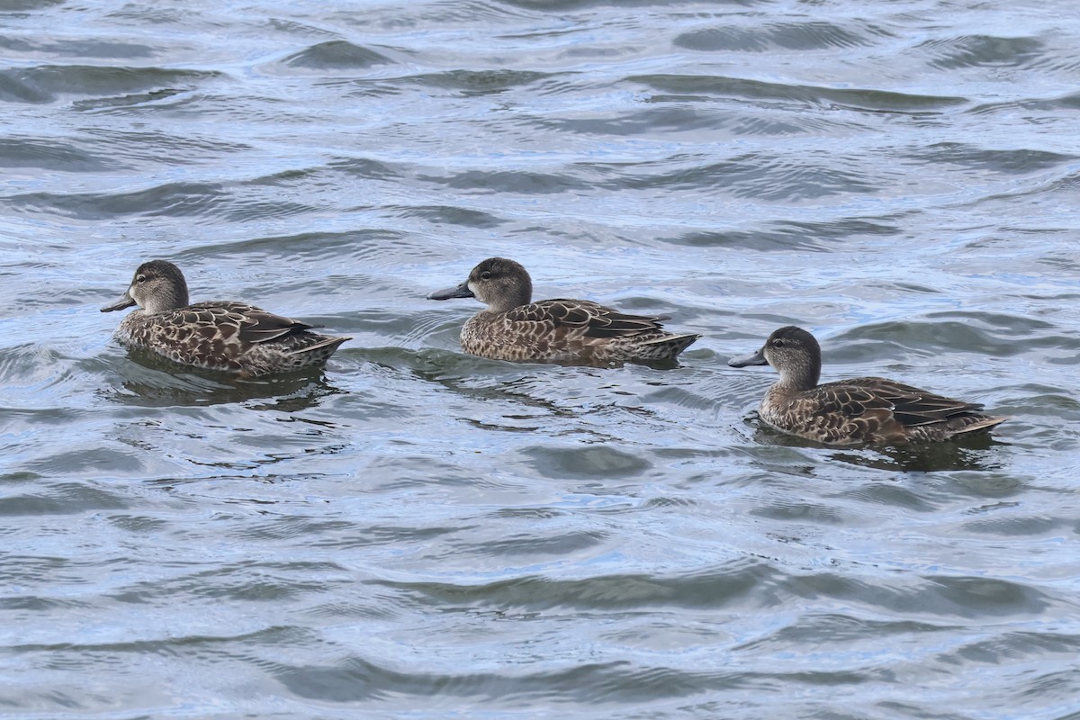 Blue-winged Teal - ML642680748