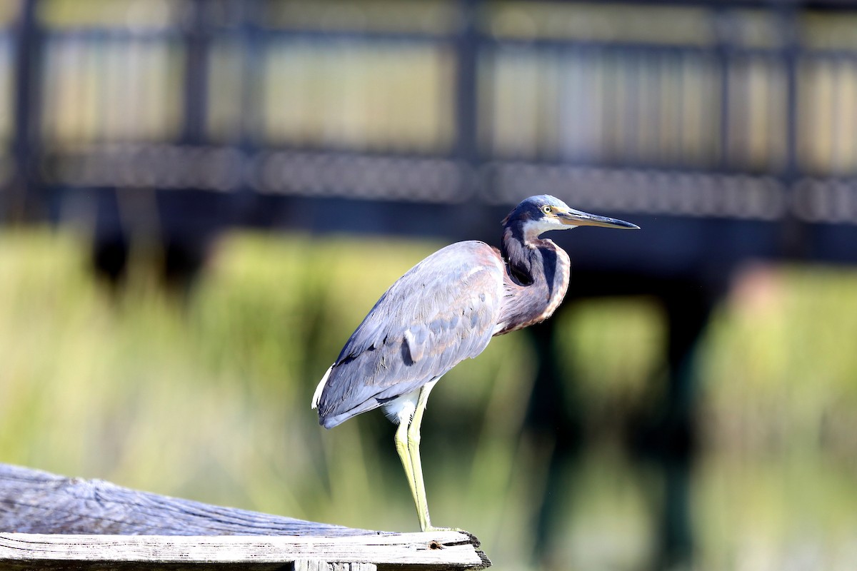 Tricolored Heron - ML642680757