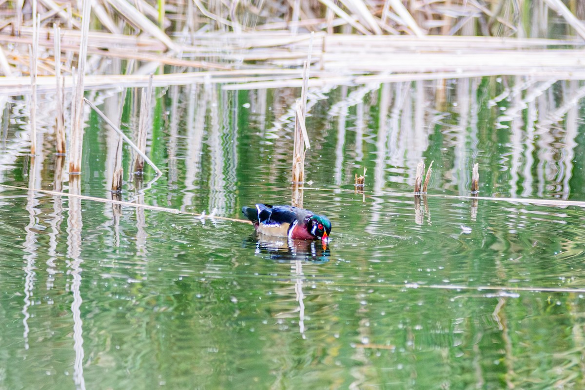 Wood Duck - ML642680763