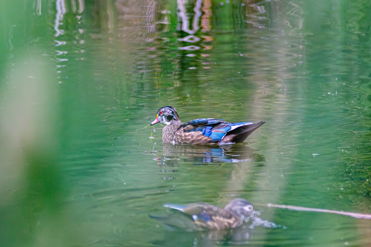 Wood Duck - ML642680764