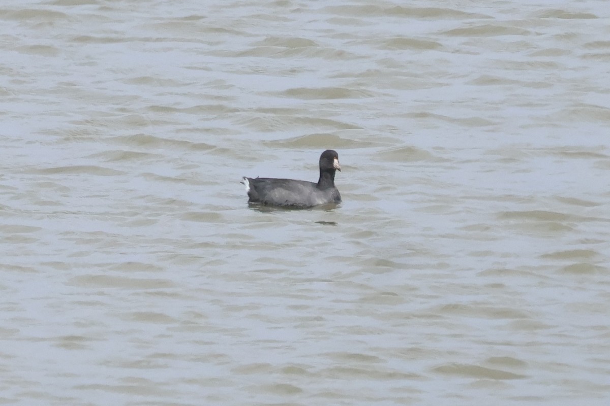 American Coot - ML642680767