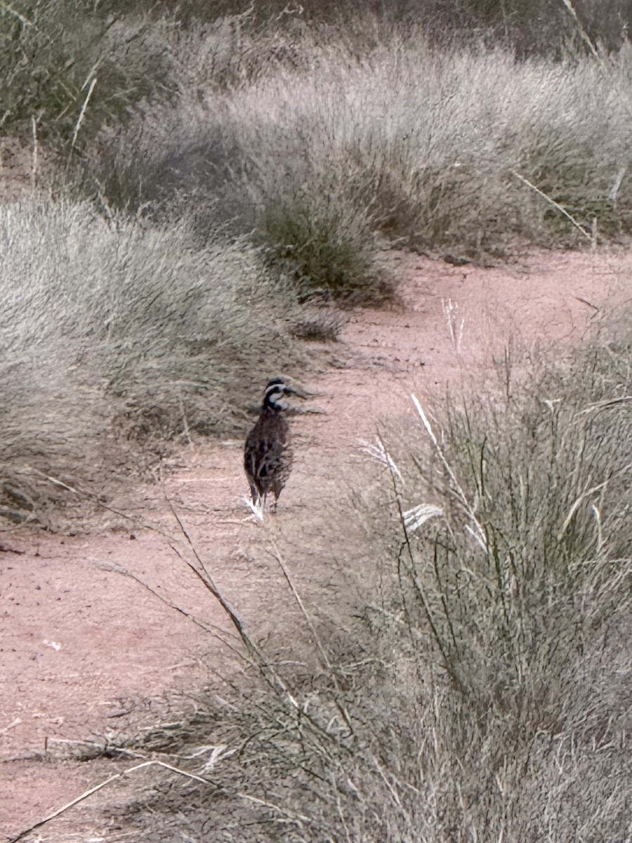 Northern Bobwhite - ML642680772