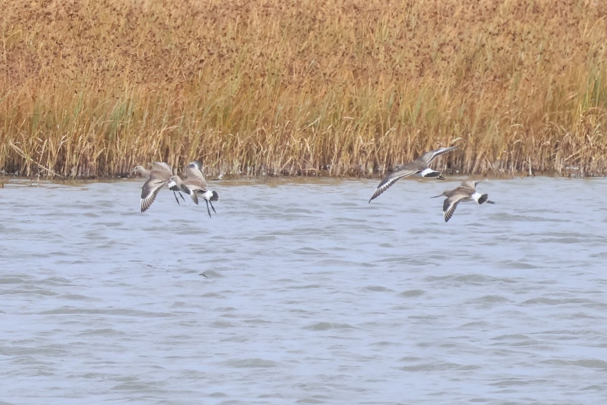 Hudsonian Godwit - ML642680780