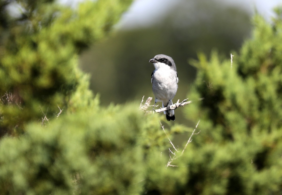 Loggerhead Shrike - ML642680784
