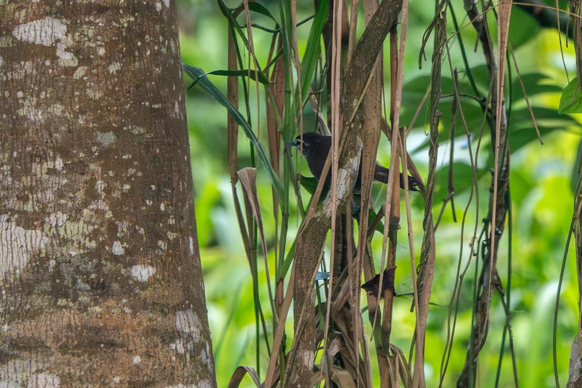 Canebrake Wren - ML642680804