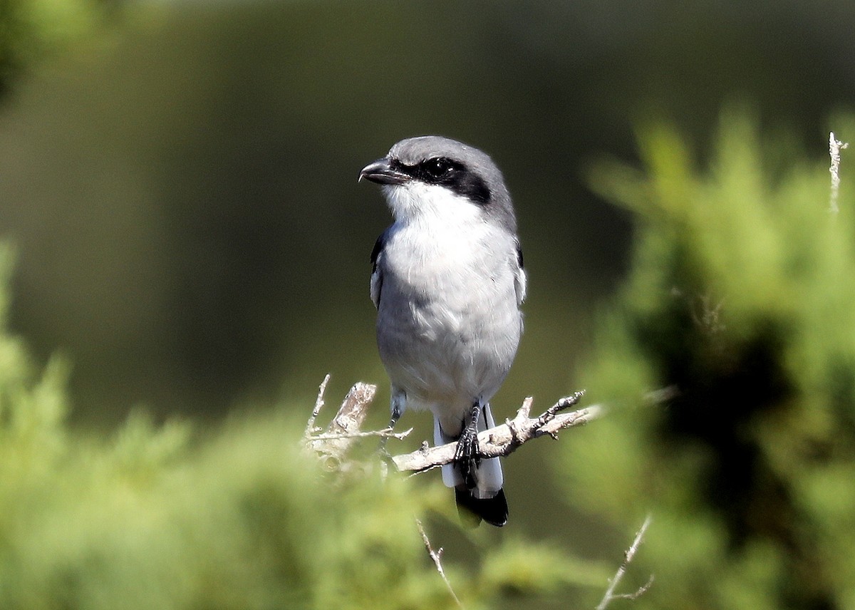 Loggerhead Shrike - ML642680805
