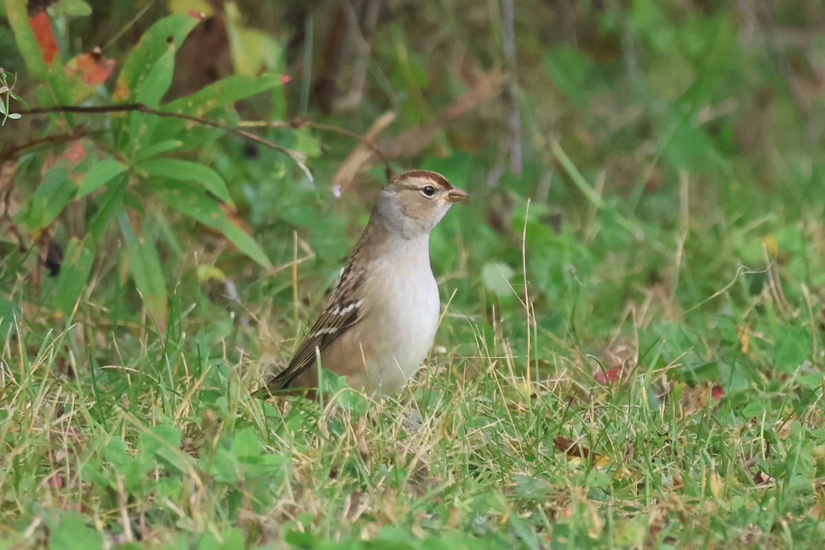 White-crowned Sparrow - ML642680815