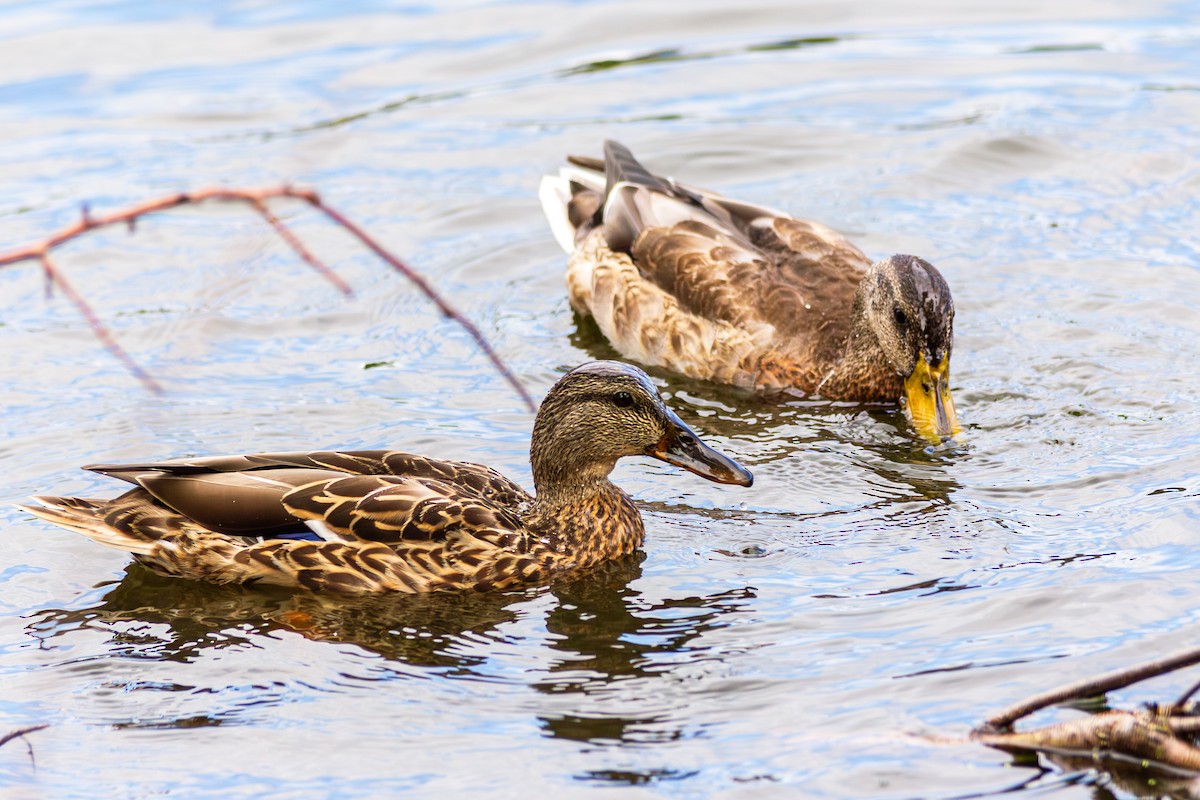 Mallard - ML642680819