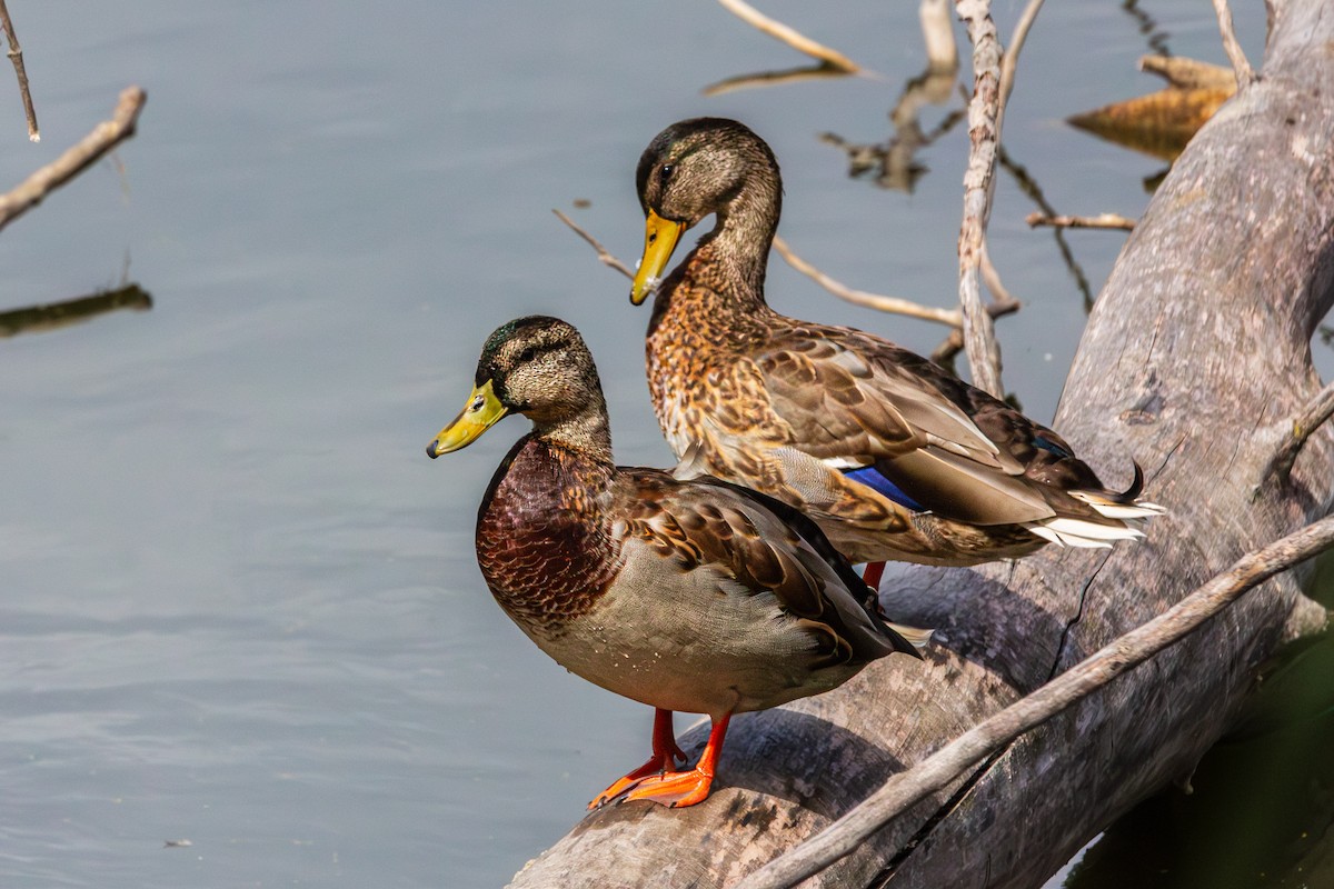 Mallard - ML642680820