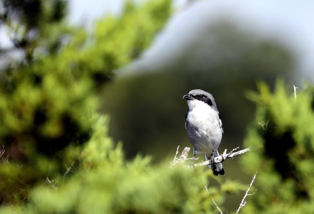 Loggerhead Shrike - ML642680824
