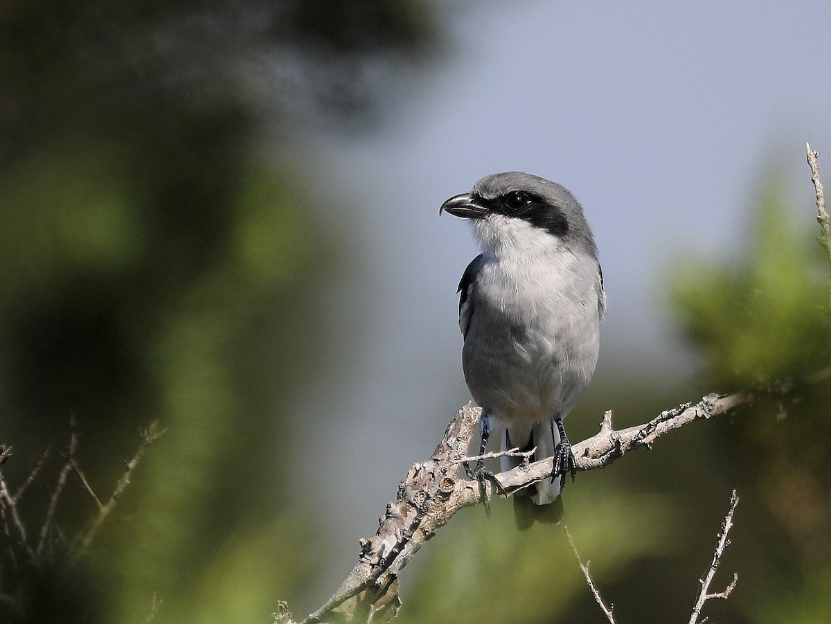 Loggerhead Shrike - ML642680836