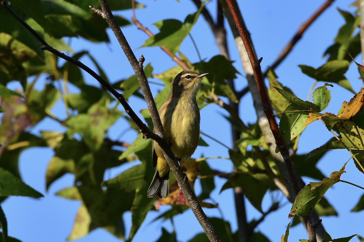 Palm Warbler - ML642680848