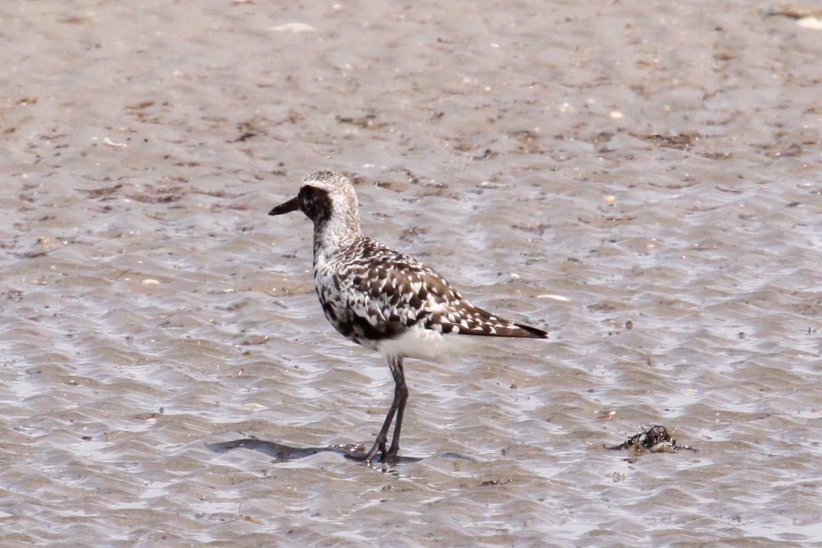 Black-bellied Plover - ML642680850