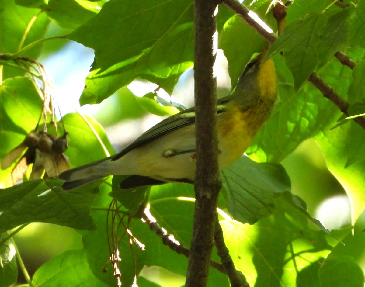 Northern Parula - ML642680859