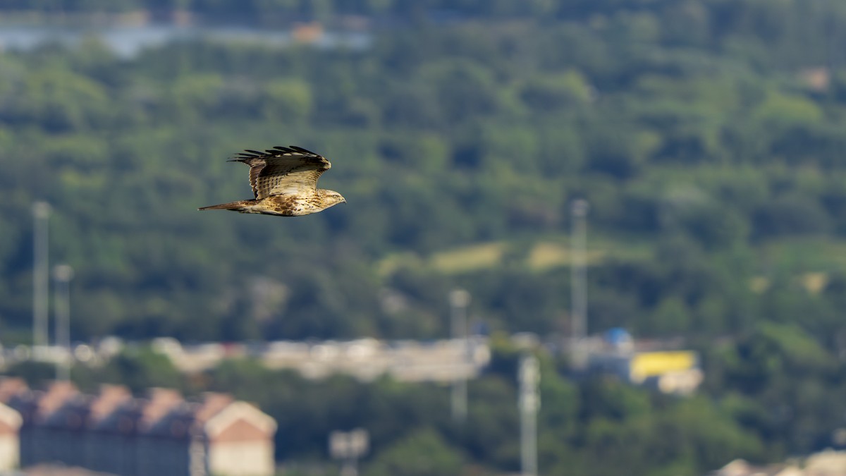 Eastern Buzzard - ML642680860
