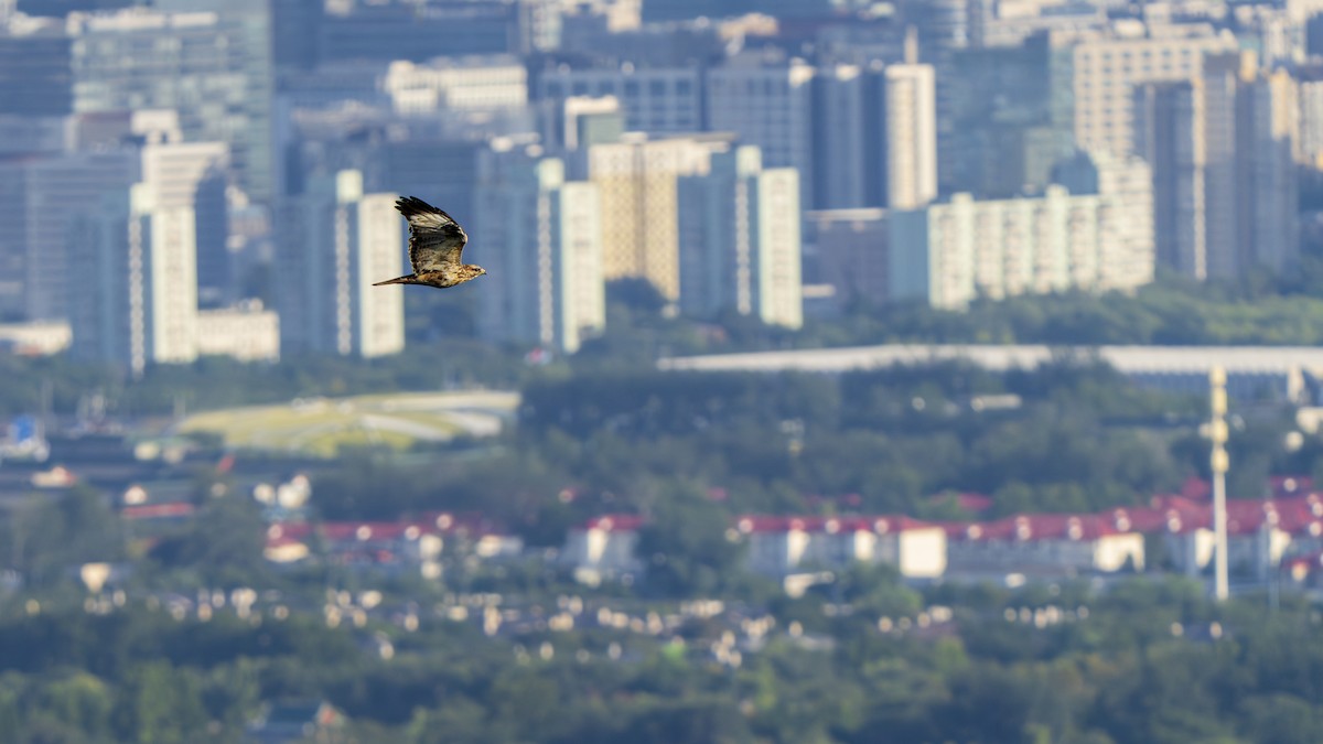 Eastern Buzzard - ML642680861
