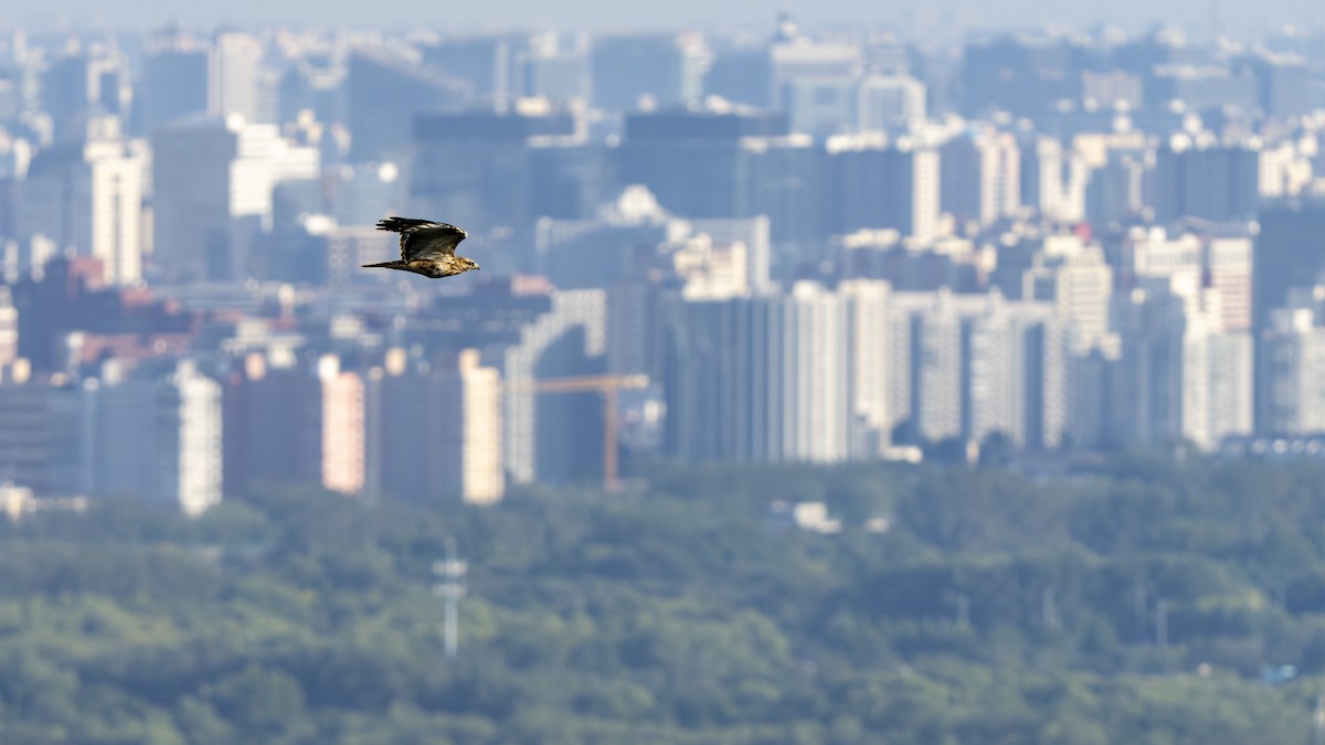 Eastern Buzzard - ML642680862