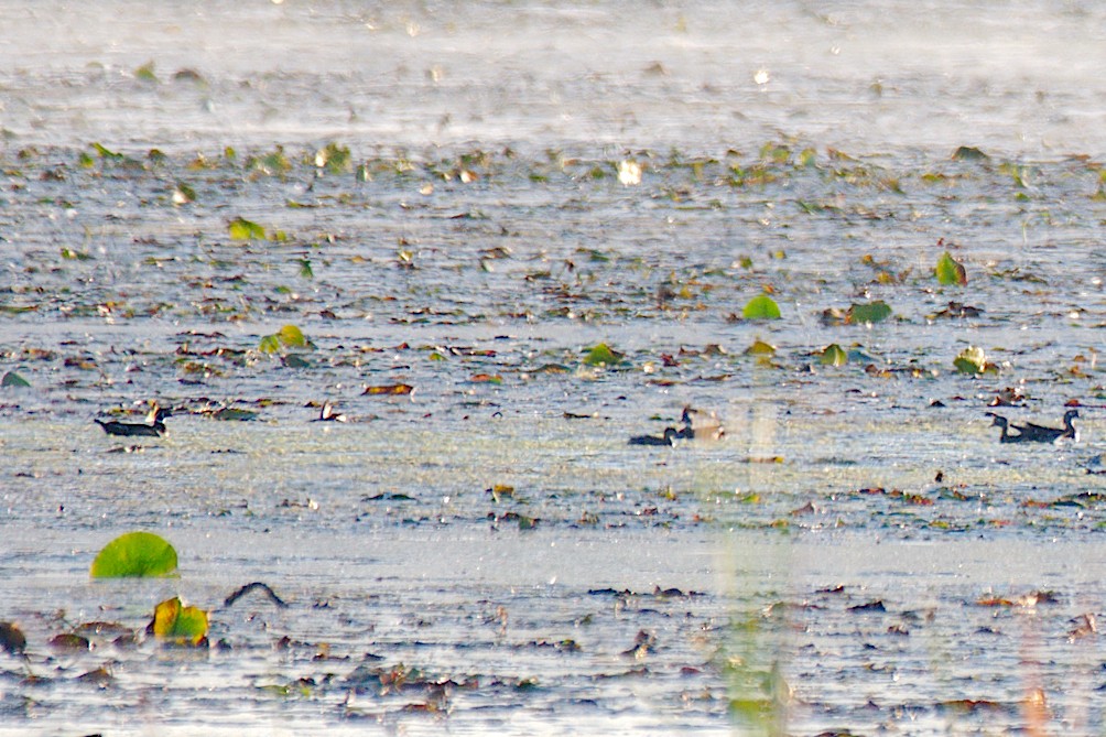 Wood Duck - ML642680869
