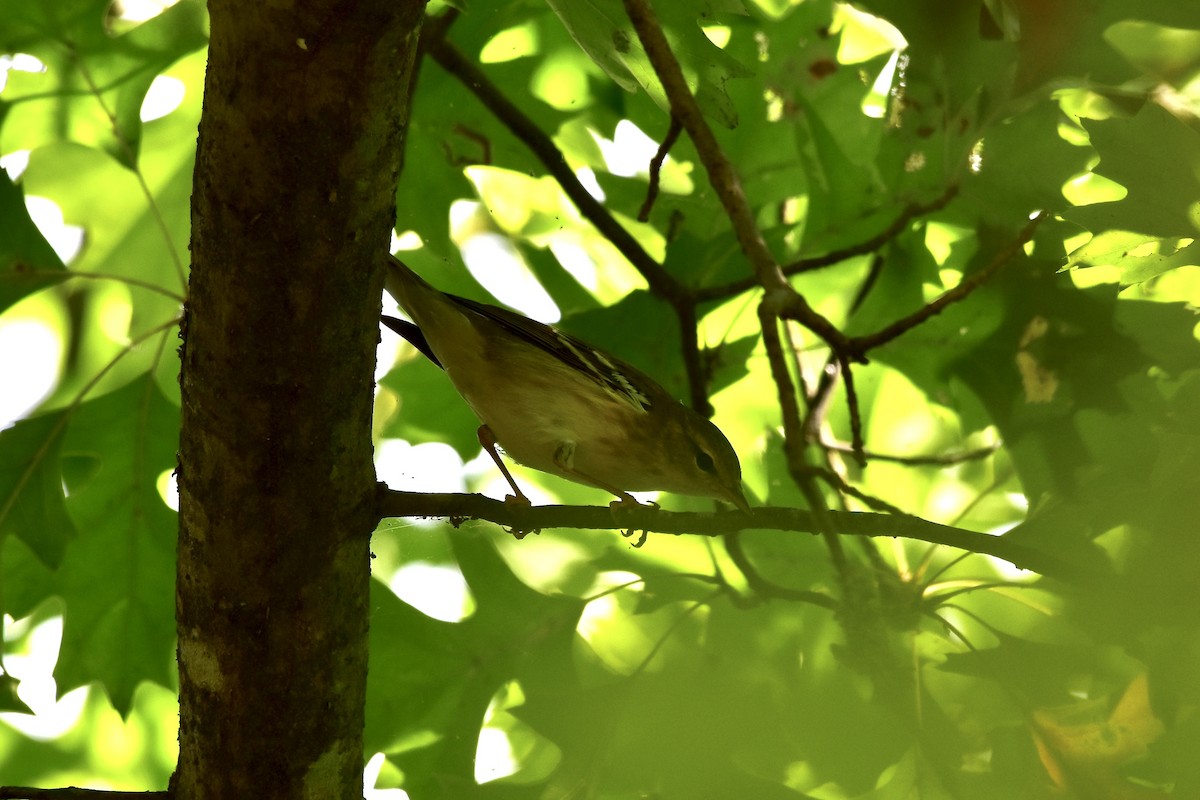 Blackpoll Warbler - ML642680876