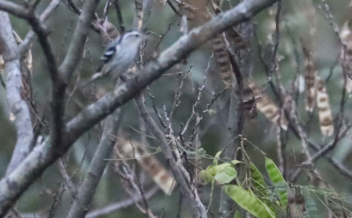 Black-and-white Warbler - ML642680886