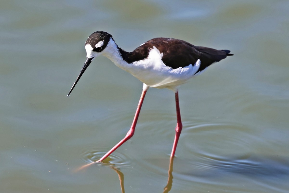 Black-necked Stilt - ML642680887