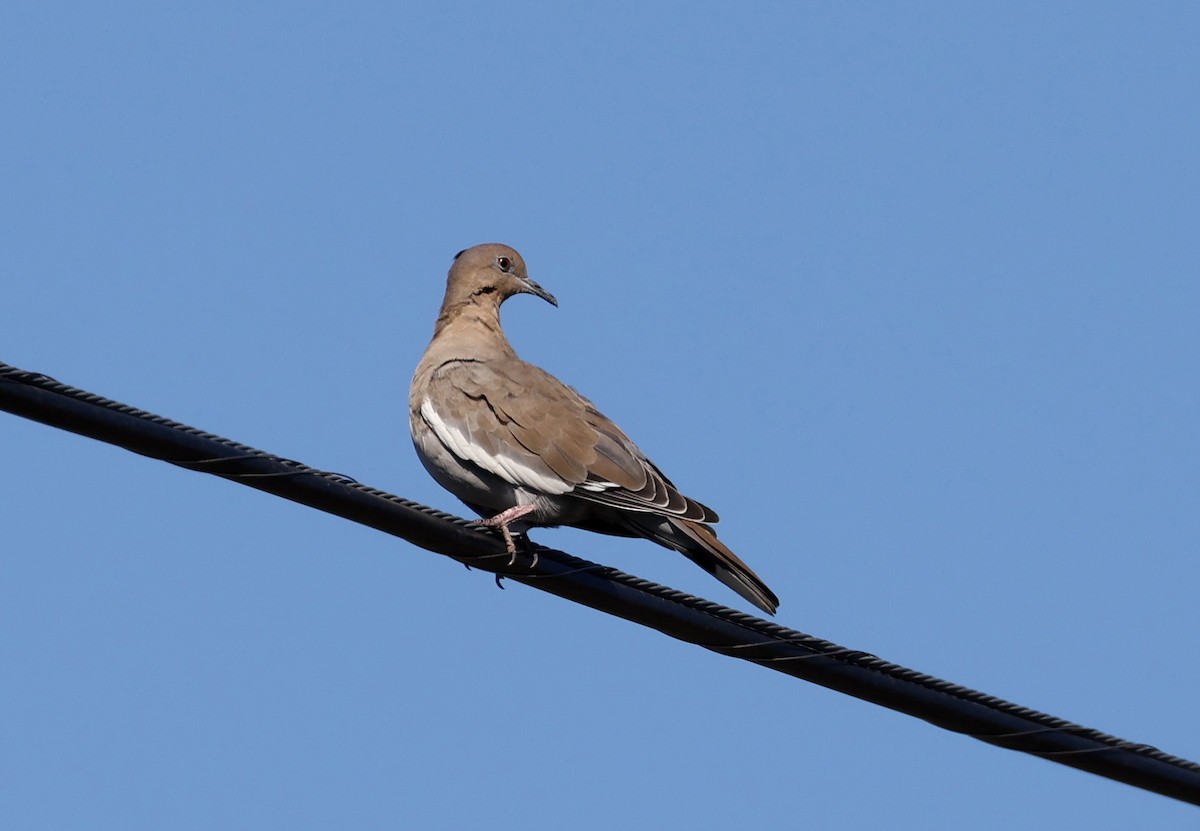 White-winged Dove - ML642680888