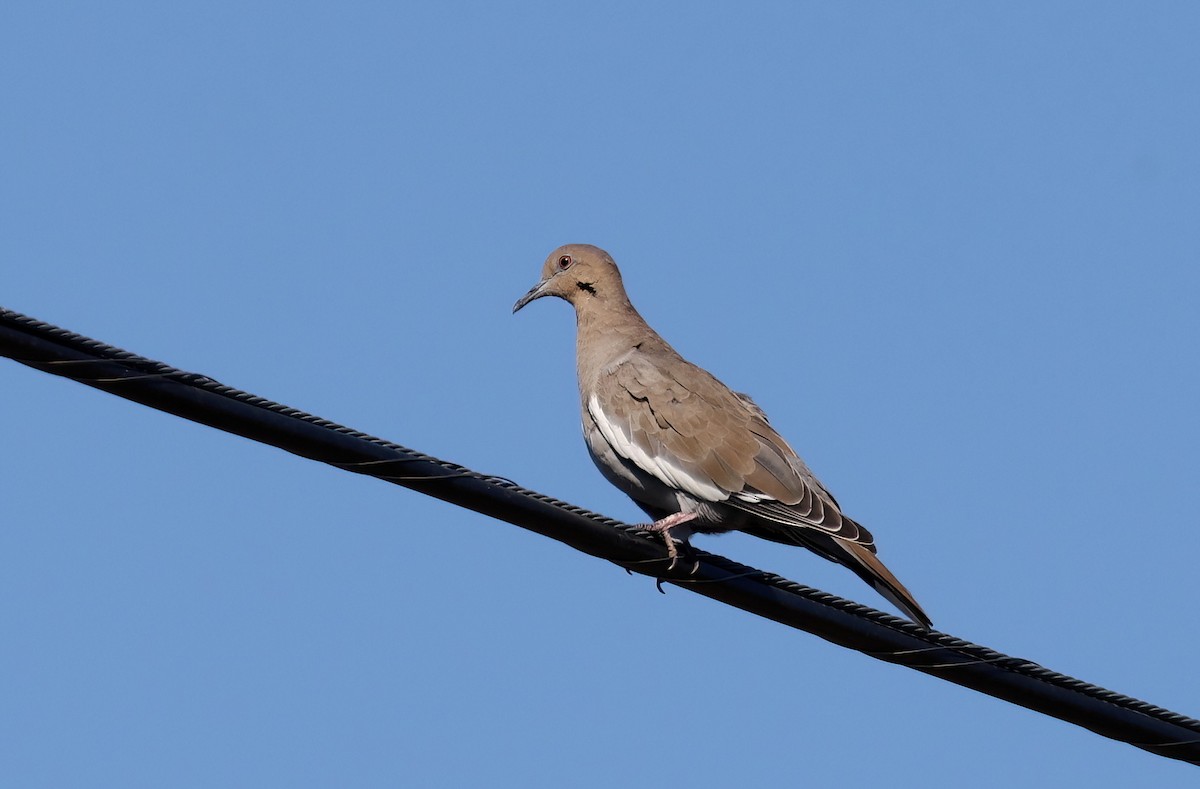 White-winged Dove - ML642680889