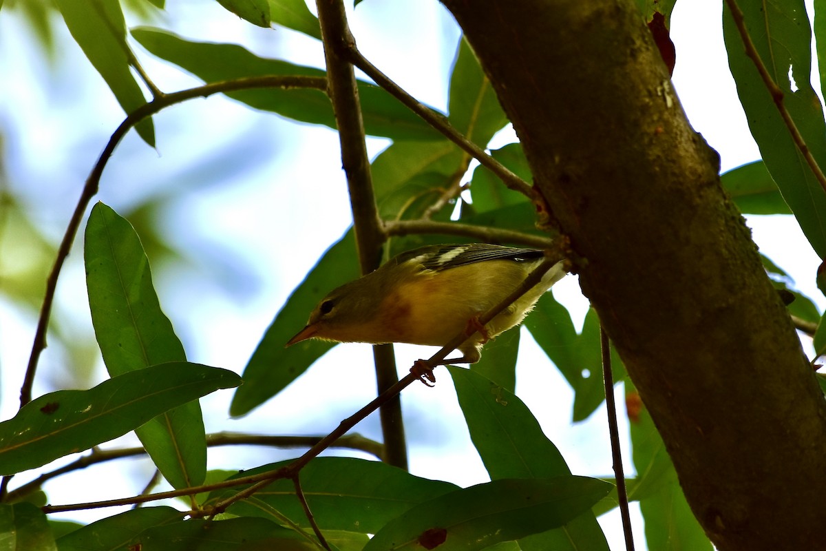 Northern Parula - ML642680890