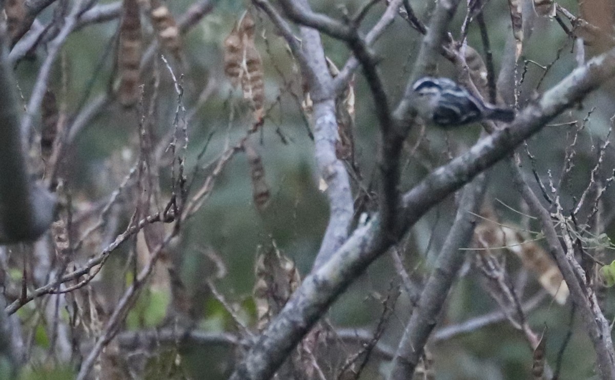 Black-and-white Warbler - ML642680896