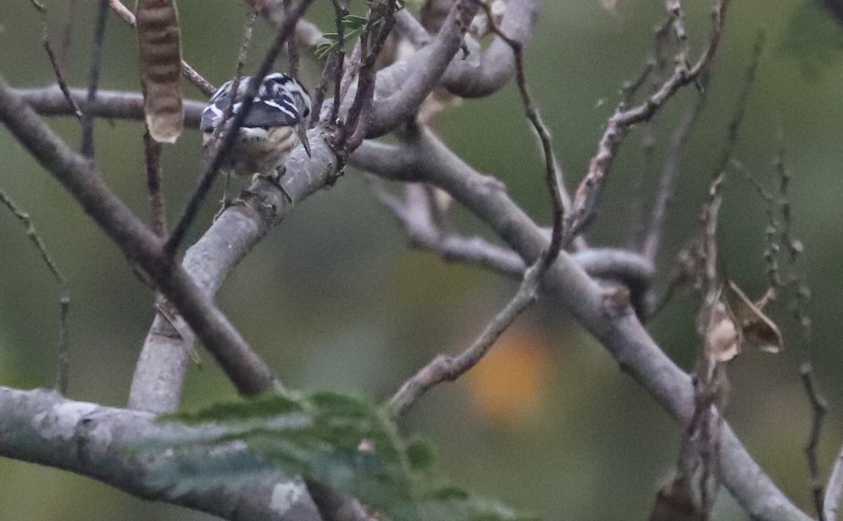 Black-and-white Warbler - ML642680899