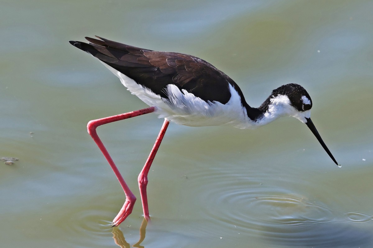 Black-necked Stilt - ML642680901