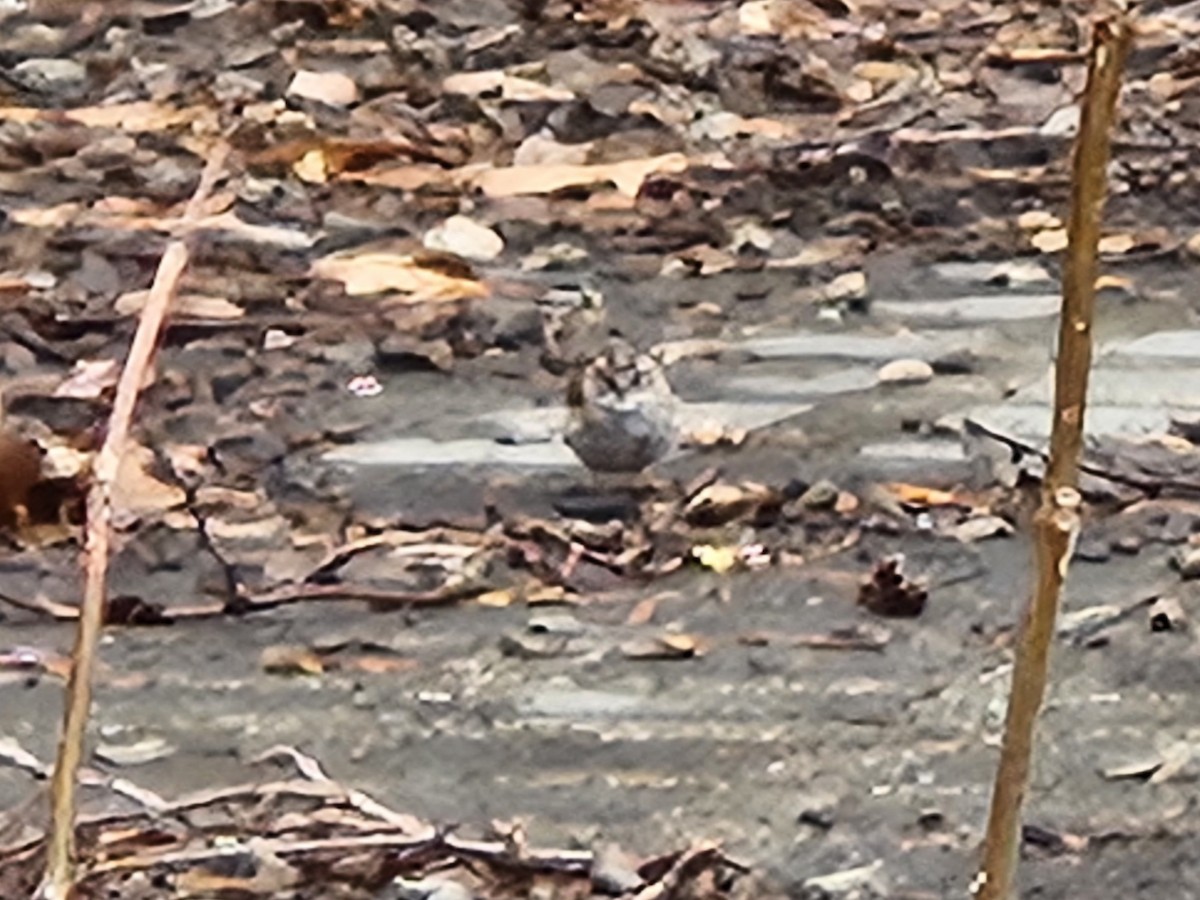 White-throated Sparrow - ML642680907