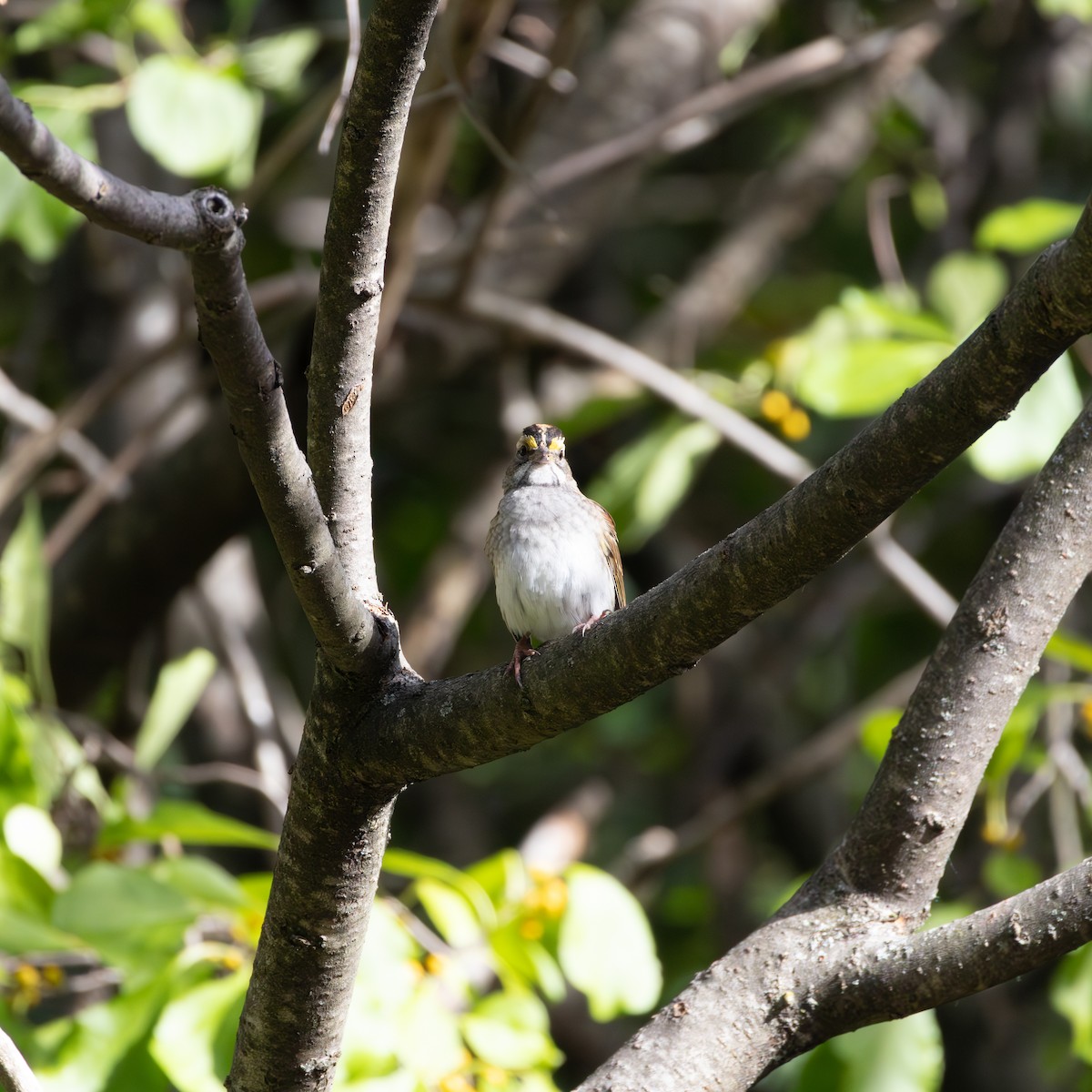 White-throated Sparrow - ML642680908