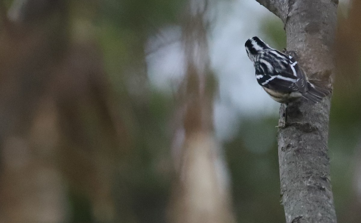 Black-and-white Warbler - ML642680912