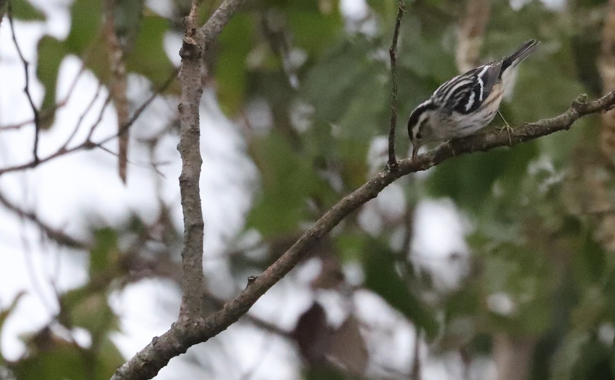 Black-and-white Warbler - ML642680921