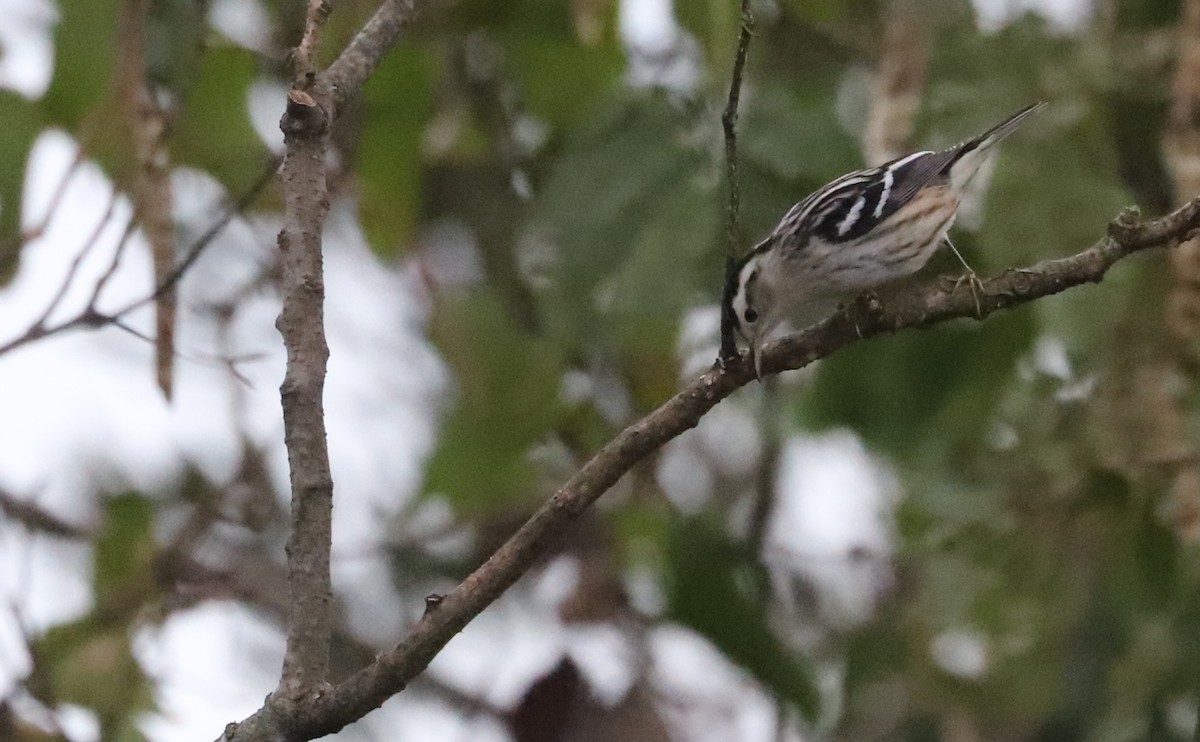 Black-and-white Warbler - ML642680922