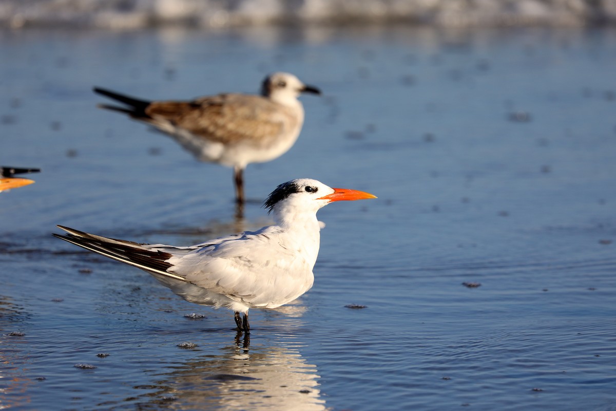 Royal Tern - ML642680923