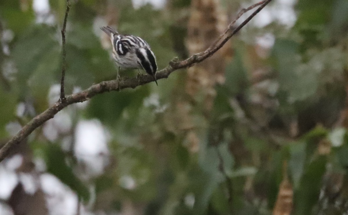 Black-and-white Warbler - ML642680925