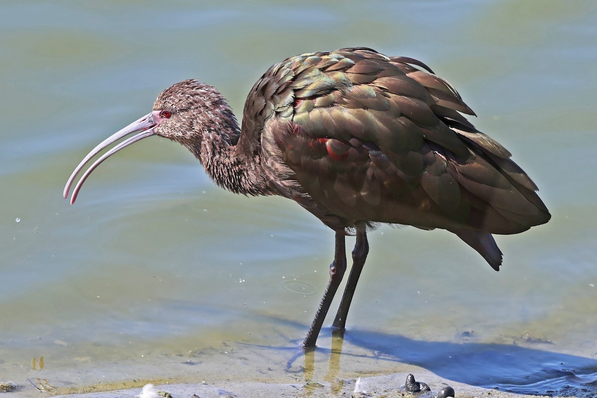 White-faced Ibis - ML642680926