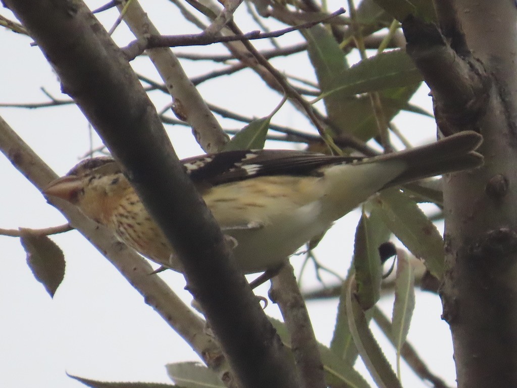 Rose-breasted Grosbeak - ML642680929