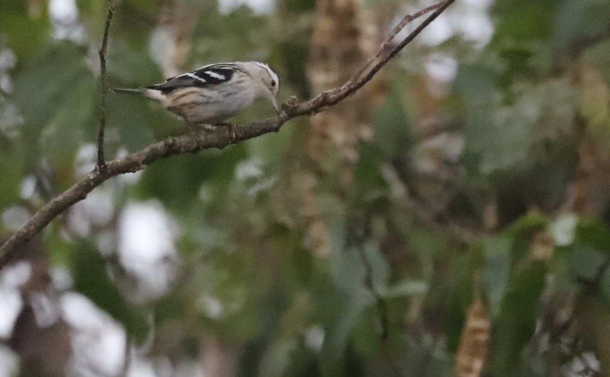 Black-and-white Warbler - ML642680930