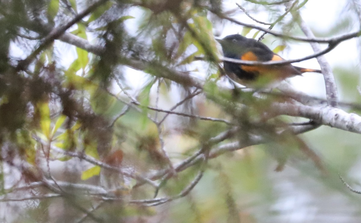 American Redstart - ML642680940