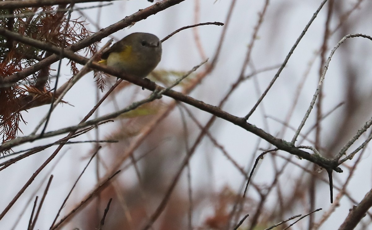 American Redstart - ML642680945