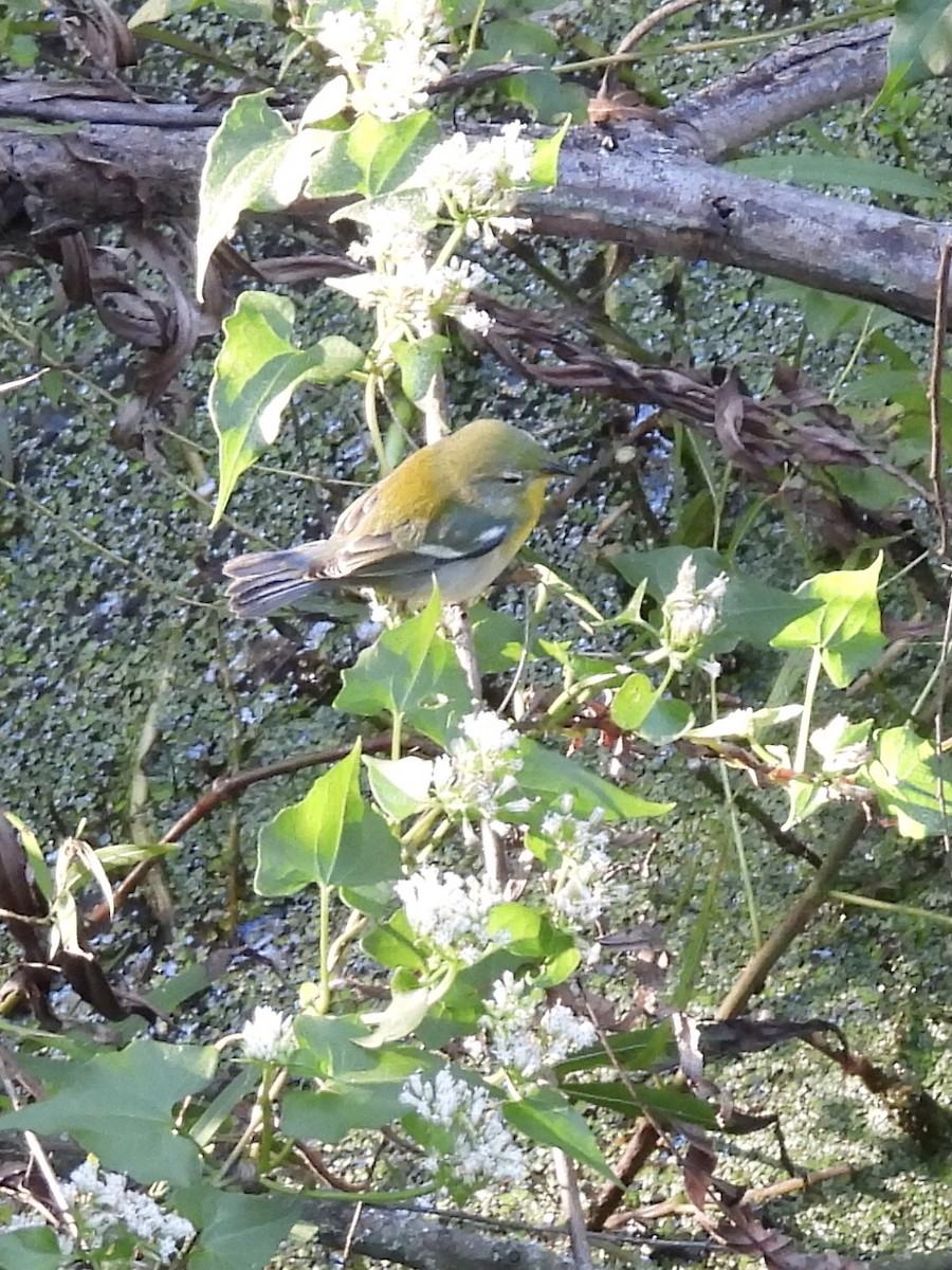 Northern Parula - ML642680950
