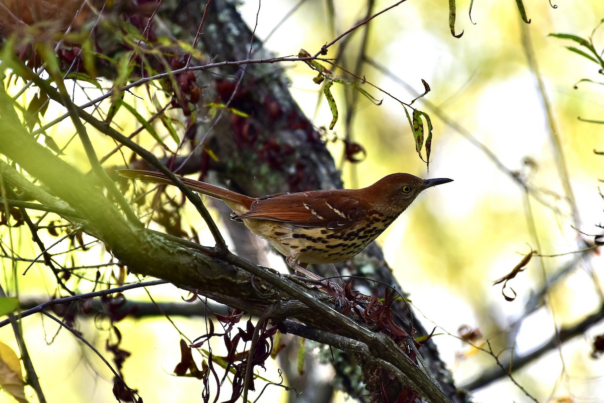 Brown Thrasher - ML642680958