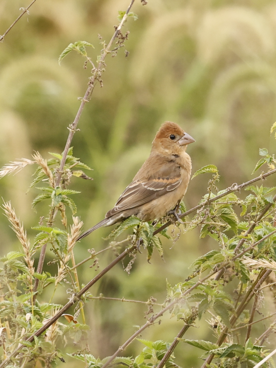 Blue Grosbeak - ML642680959