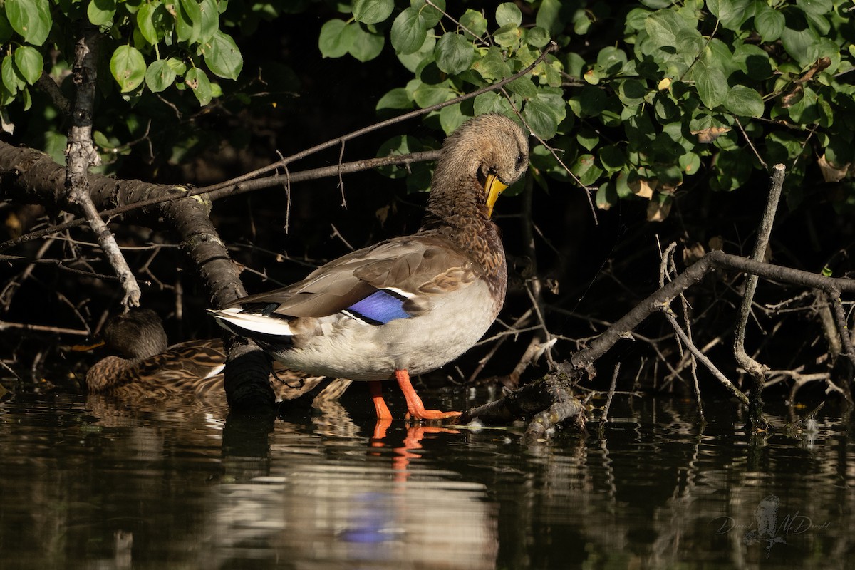Mallard - ML642680977