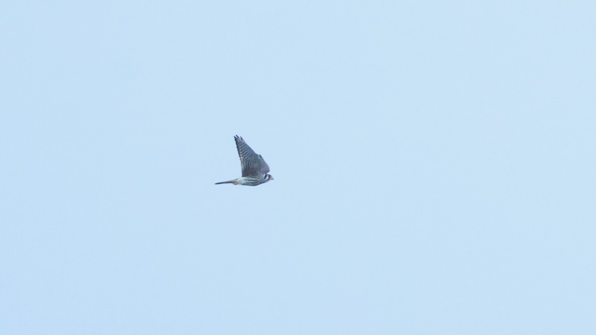 American Kestrel - ML642680984